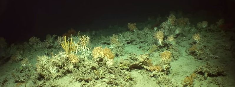 new-mathematical-model-maps-undiscovered-deep-water-coral-reefs