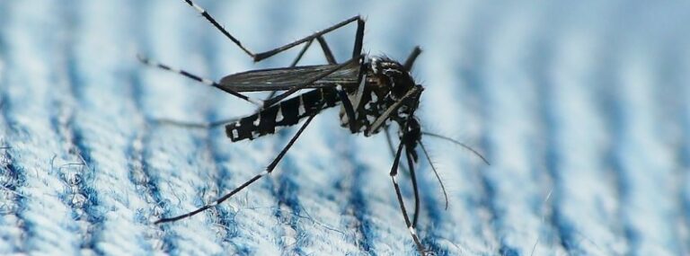 dengue mosquito
