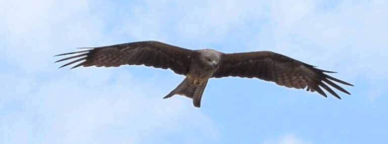 eagle by asim bijarani