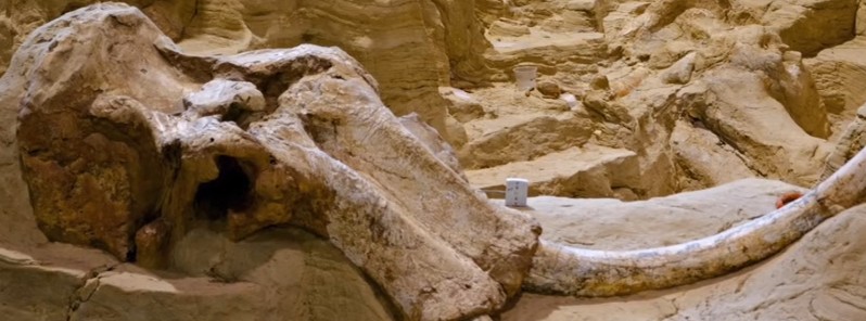 peter-mungo-jupp-electric-fossilization