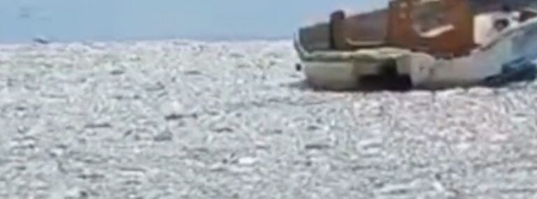 Mass marine mortality event at Bang Phra Beach, Thailand