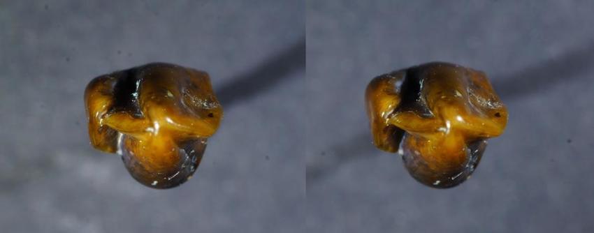 9-million-year-old-teeth-suggests-earliest-human-relatives-lived-in-europe