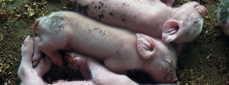 nigeria-swine-fever-june-2020
