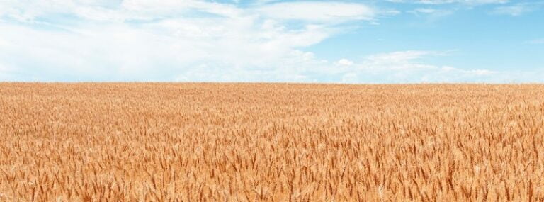 wheat field by beyond coal and gas