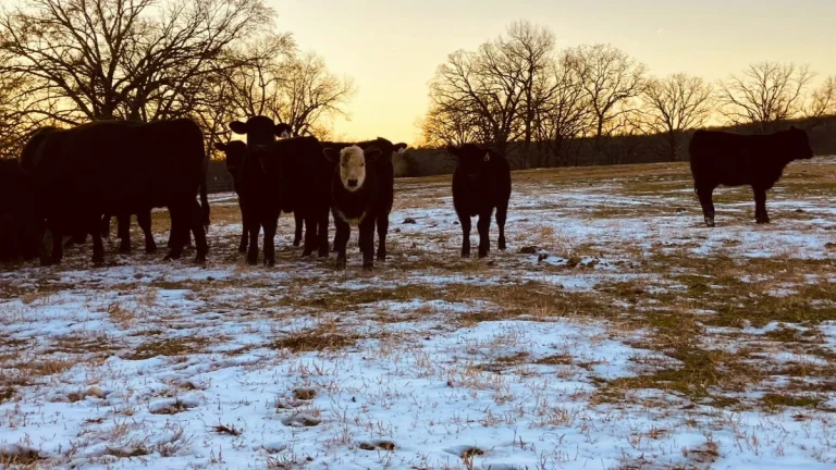 Cows grazing in Oklahoma amid the artic outbreak