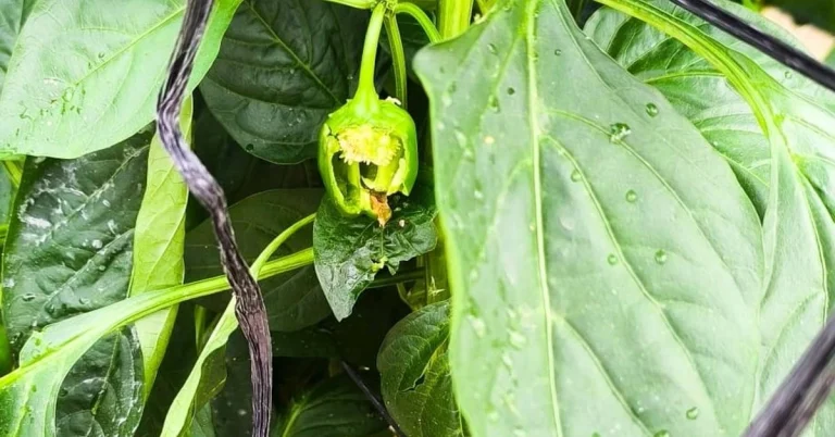 Damaged crops due to hailstorm in El Ejido