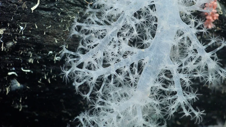 Coral discovered under the Antarctic floor