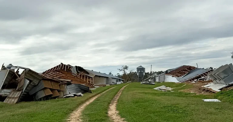 Helene causes over $6 billion worth of agricultural losses to Georgia, U.S.