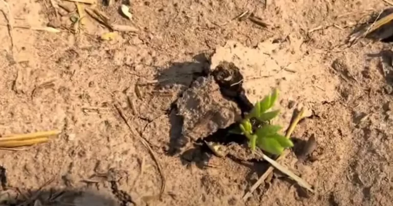 henan china drought june 2024 crop failure