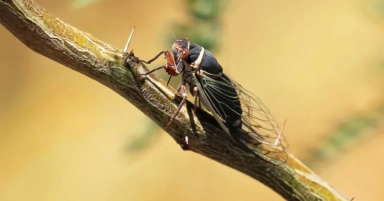 Historic cicada invasion expected this spring across the Midwest and Southeast in rare event that last occurred in 1803