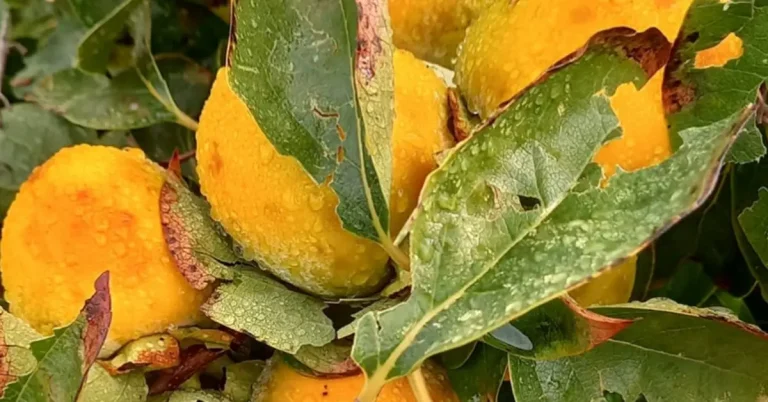 kaki fruit hail damage valencia spain october 2024