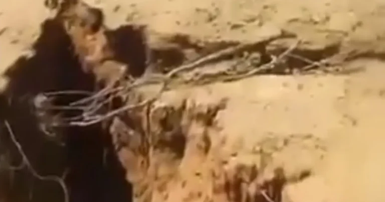 Large earth crack swallows cattle in Hermosillo municipality, Sonora, Mexico september 2024