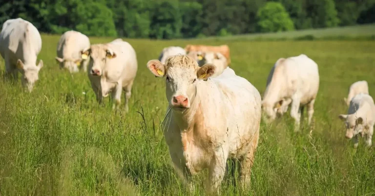 livestock