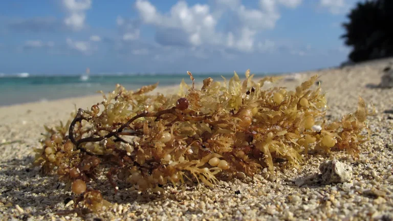Sargassum on a beach