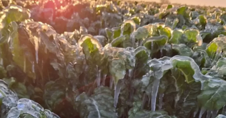 Severe cold snap devastates South African crops