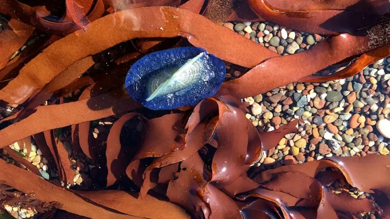 Velella velella & Palmaria palmata, Moonstone Beach, Cambria, California. Image credit: Peter D. Tillman/Wikimedia Commons